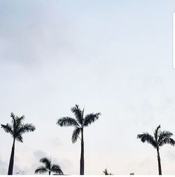 Low angle view of palm trees against clear sky