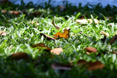 Close-up of leaves on field