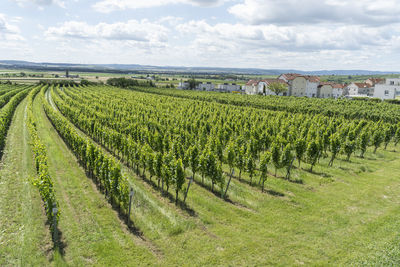 Scenic view of vineyard against sky