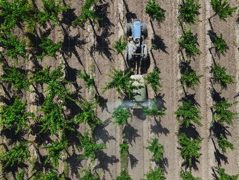 High angle view of  tractor spraying pesticide on vineyards 
