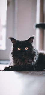 Portrait of black cat