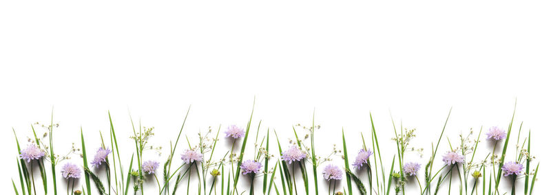 Close-up of pink flowering plants against clear sky