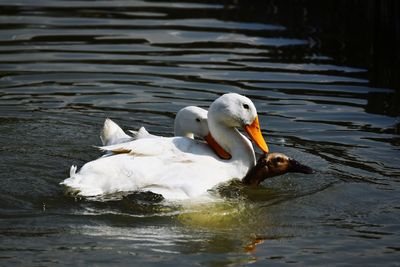 Swan floating on lake