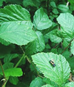 Close-up of insect on plant