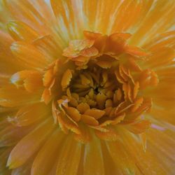 Full frame shot of flower