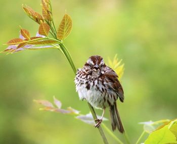 Close-up of bird perching on plant