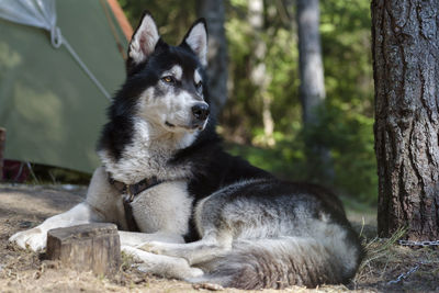 Close-up of dog