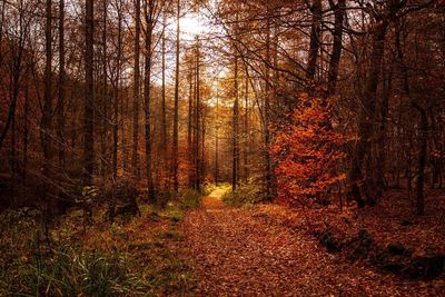 Trees in forest