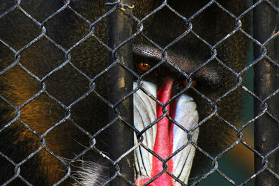 Close-up of chainlink fence in cage