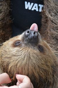 Cropped hand of woman by sloth sticking out tongue