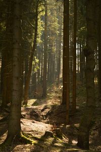Trees in forest