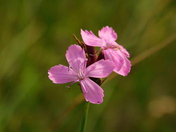 Close-up of pink flowers