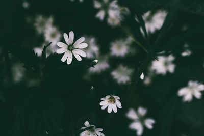 Close-up of white flowers blooming outdoors