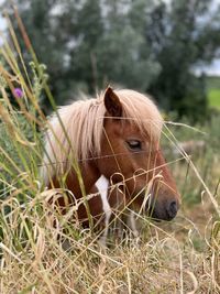 Horse standing on field