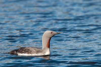 Close-up of bird swimming in lake