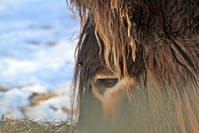 Close-up of horse eye