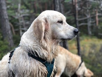 Golden retriever brothers on a walk with their families 