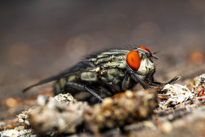 Close-up of fly on land