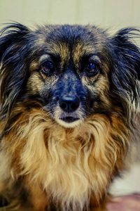 Close-up portrait of dog