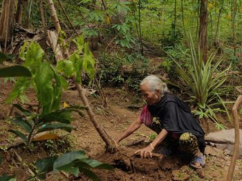 The gardener is pulling the cassava 