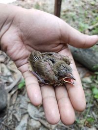 Close-up of hand holding bird