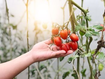 Red berries on plant