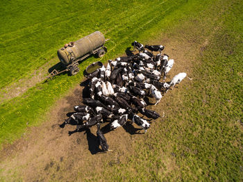 High angle view of plants growing on field