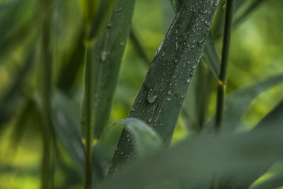 Close-up of raindrops on grass blades 