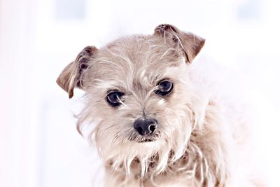 Close-up portrait of a dog