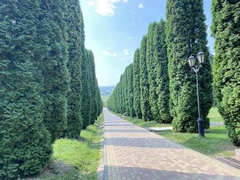 Empty road along plants and trees against sky