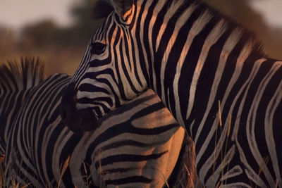 Close-up of zebra standing outdoors
