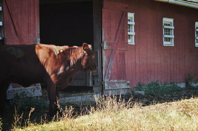 Cow on grass