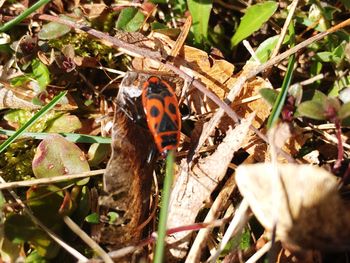 High angle view of insect on ground