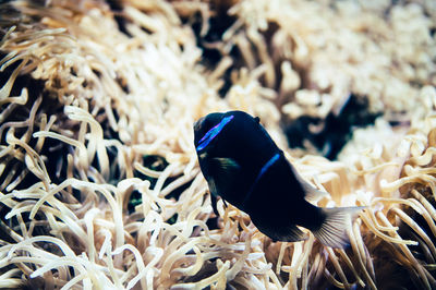 Close-up of fish swimming in tank by coral at aquarium