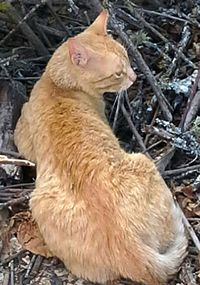 Close-up of cat sitting outdoors