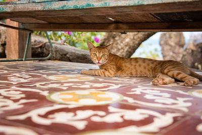 Cat on the street in bali, indonesia
