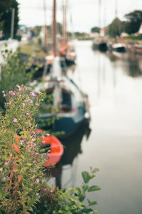 Close-up of flowering plants by river