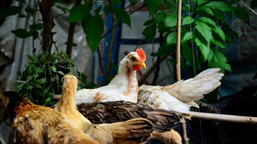 Dwarf chicken in the farm