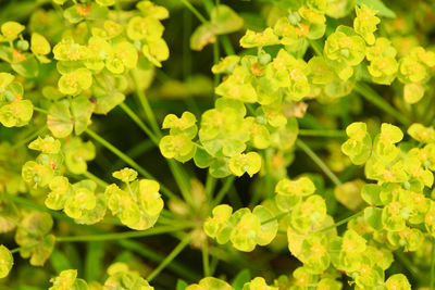 Close-up of fresh green leaves