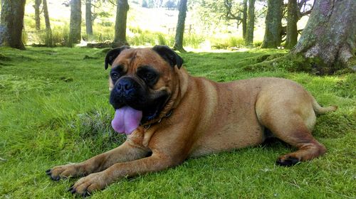 Dog lying on field