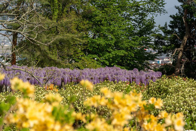 Purple flowering plants on field