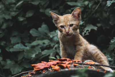 Portrait of kitten