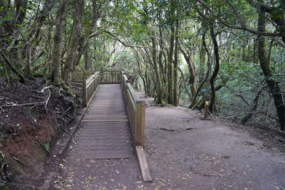 Footpath amidst trees in forest