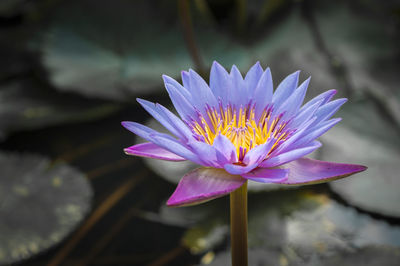 Close-up of lotus water lily in pond