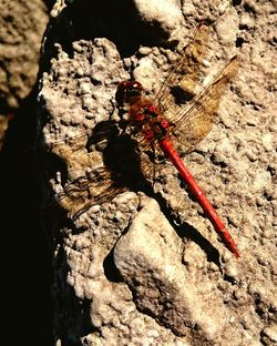 Close-up of insect on tree trunk