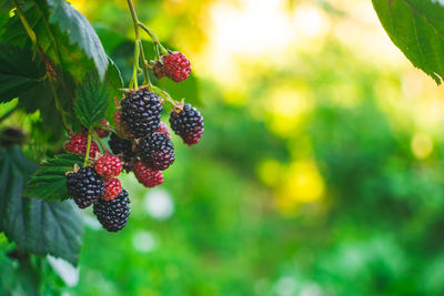 Close-up of berries growing on plant