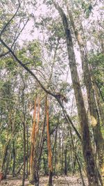 View of trees in forest