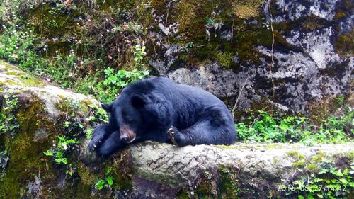 Close-up of bear on rock by trees