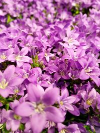 Full frame shot of purple flowers