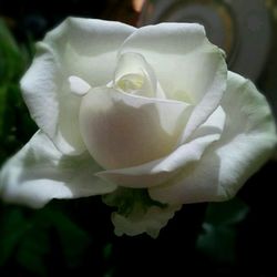 Close-up of white rose blooming outdoors